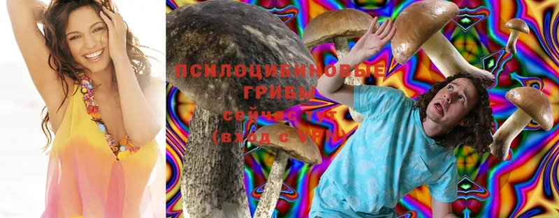 Псилоцибиновые грибы Cubensis  Ивдель 